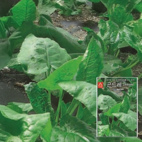 (아시아종묘/곤드레씨앗종자) 곤드레(400g)