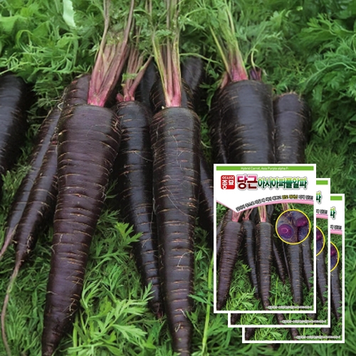 (자색당근종자씨앗) 아시아퍼플알파(500립x3)
