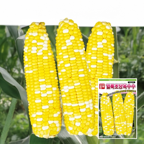 아시아종묘 옥수수씨앗종자 얼룩초당옥수수(2182MR)(100립,100립x3,2000립)-바이칼라