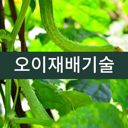 오이재배기술