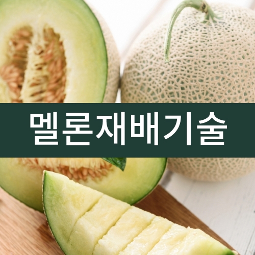 멜론재배기술