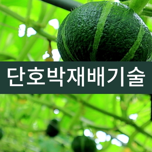 단호박재배기술