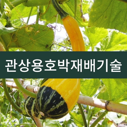 관상용호박재배기술