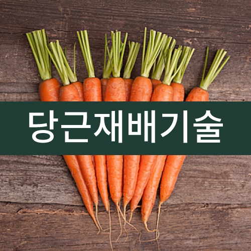 당근재배기술