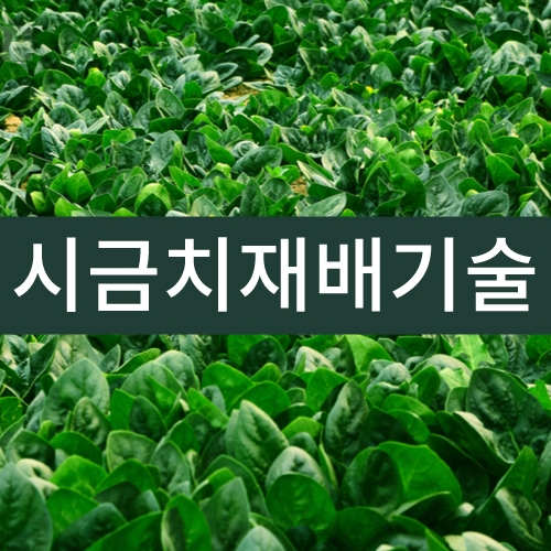 시금치재배기술