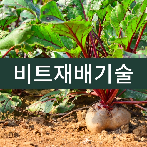 비트재배기술