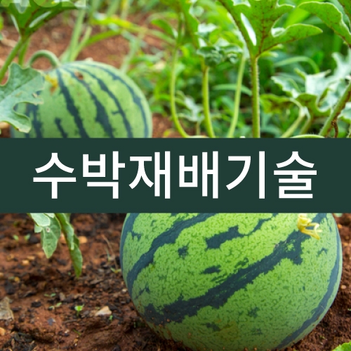 수박재배기술