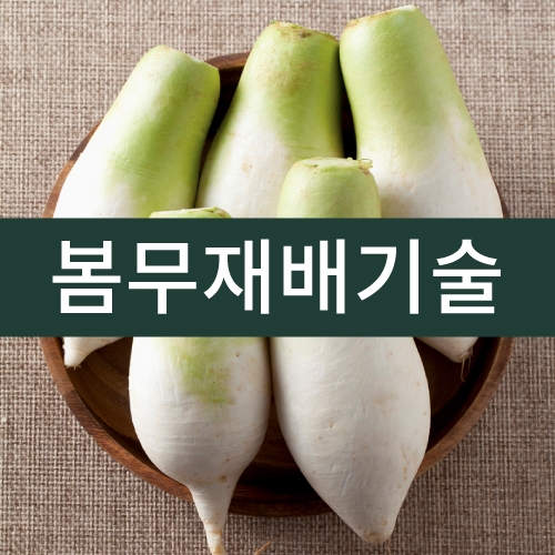 봄무재배기술