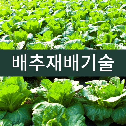 배추재배기술