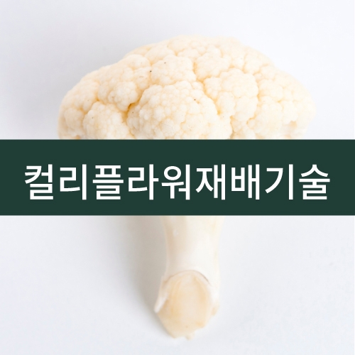 컬리재배기술