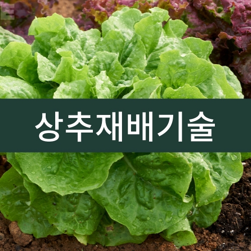 상추재배기술