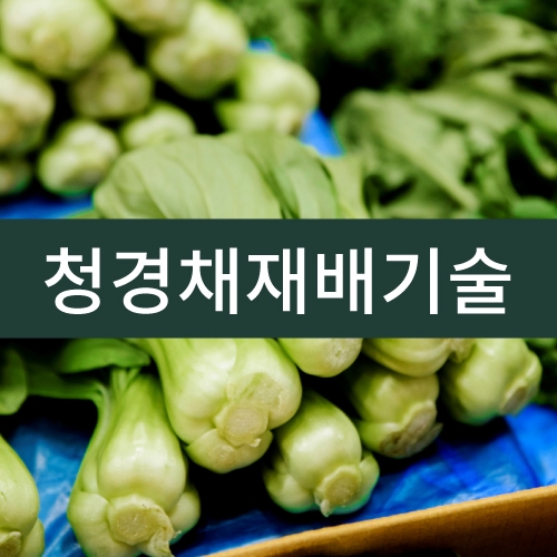 청경채재배기술