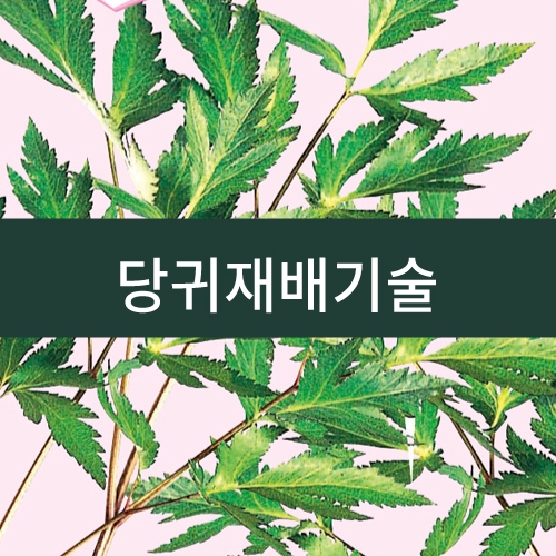 당귀재배기술