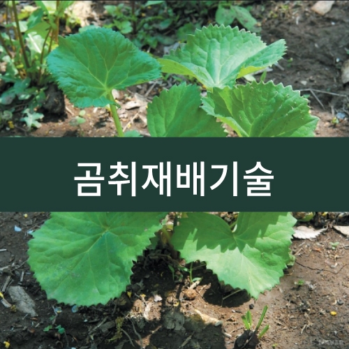 곰취재배기술