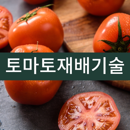 토마토재배기술