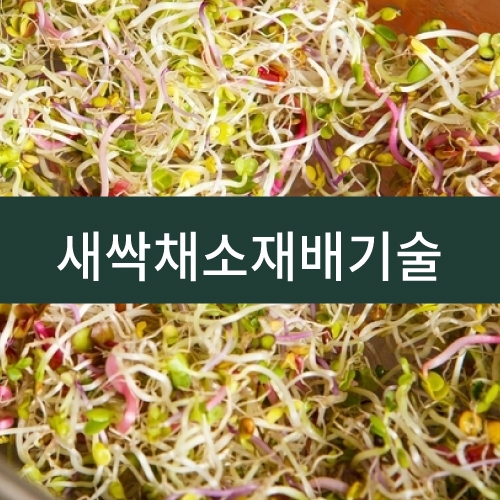 새싹재배기술