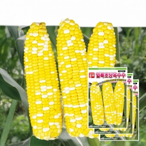 아시아종묘/옥수수씨앗종자 얼룩초당옥수수(2182MR)(100립x3)-바이칼라