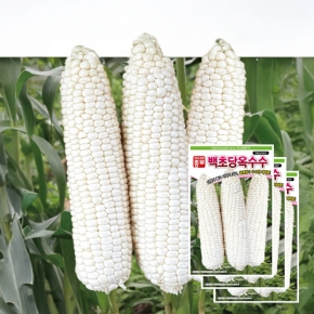 아시아종묘/옥수수씨앗종자 백초당 옥수수(7401 IMP)(100립x3)