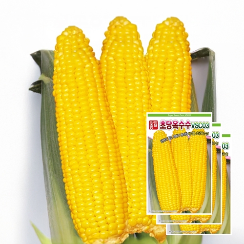 아시아종묘/옥수수씨앗종자 초당 옥수수(VSC-03) 100립x3