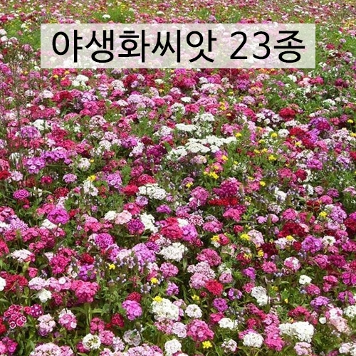 아시아종묘 야생화 씨앗 혼합종자23종모음 1kg  봄부터 가을까지 매년 아름다운 경관 연출