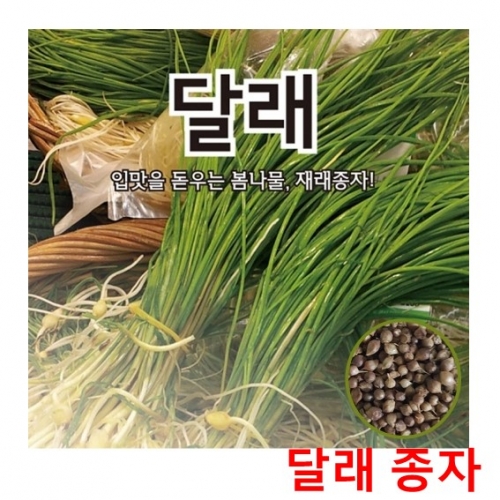 아시아종묘 달래종자씨앗 봄철무침나물-달래(300립,400g)