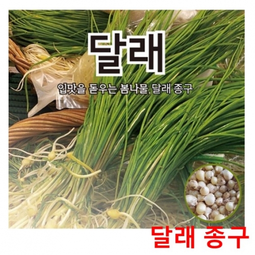 아시아종묘 달래종구씨앗 봄철무침나물-달래(100립,400g)