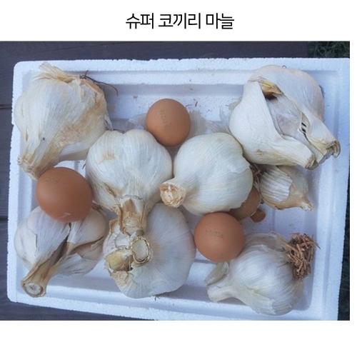 아시아종묘 슈퍼코끼리마늘종자 1kg  A03