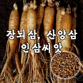 장뇌삼,산양삼 재배용 인삼씨앗(개갑) 100g A91