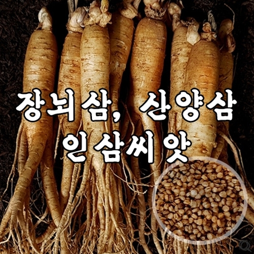 장뇌삼,산양삼 재배용 인삼씨앗 1kg(개갑) A91