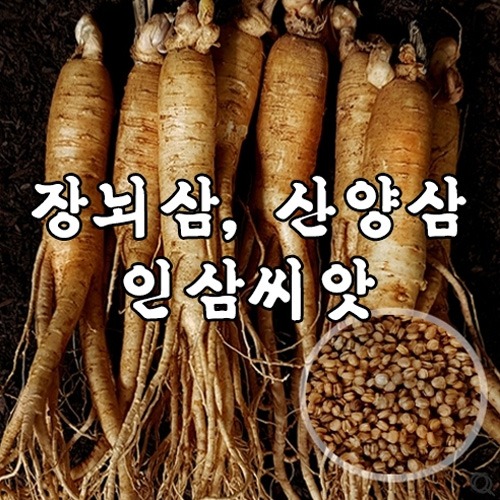 장뇌삼,산양삼 재배용 인삼씨앗 (개갑) 10g A91