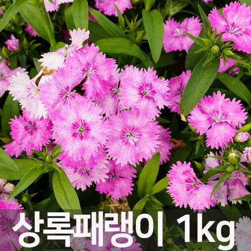 아시아종묘 대용량 꽃씨앗 상록패랭이(kg) C27