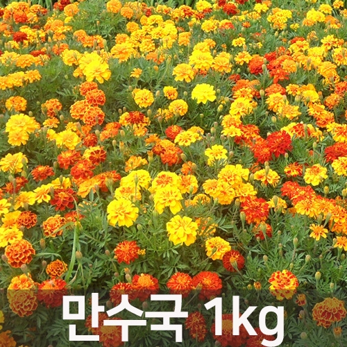 (아시아종묘/꽃씨앗) 만수국 1kg (레드,옐로우,혼합) C27