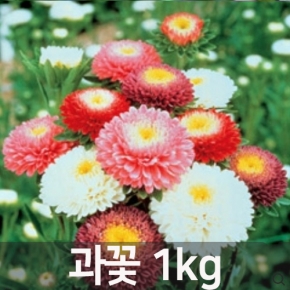 (아시아종묘/씨앗)혼합 과꽃 1kg C29