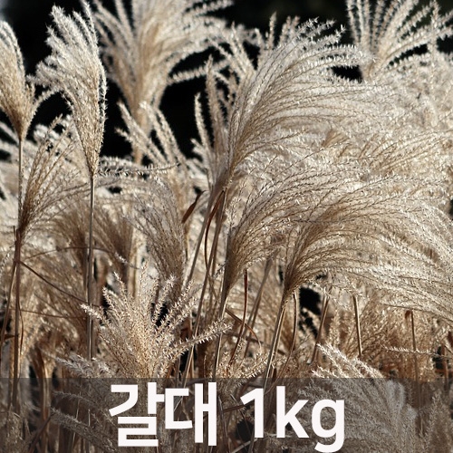 (아시아종묘/씨앗)갈대 1kg C27