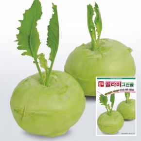 콜라비씨앗종자 그린콜(100립,100립x3,2500립) 청콜라비 전문농가용