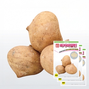 (히카마씨앗종자) 히카마(얌빈)-멕시코감자(30립&times;3)