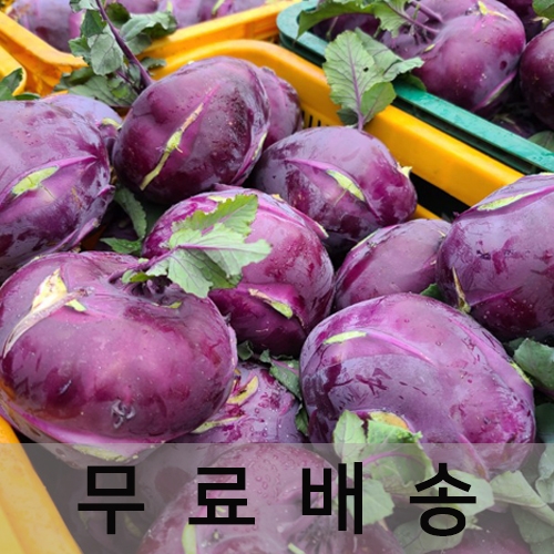 (아시아종묘/생물)제주도산지직송 겨울간식 콜라비(10k,15kg) C09