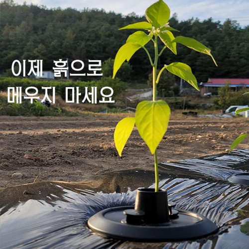 (아시아종묘/농업용품)탄저병 멀칭닥터(3개,10개,20개)세트 *고추,가지,오이,토마토,모종* D13