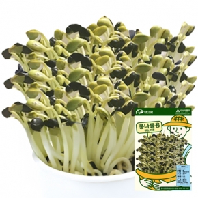 아시아종묘 콩씨앗종자 검정콩나물콩(500g)