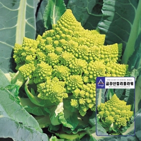아시아종묘 컬리플라워씨앗 금강산70-컬리플라워(2500립)