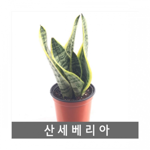 공기정화식물 산세베리아-대표적 관상용 공기정화식물 C16