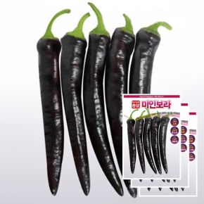 아시아종묘 고추씨앗종자 미인보라 가지고추(10립x3)