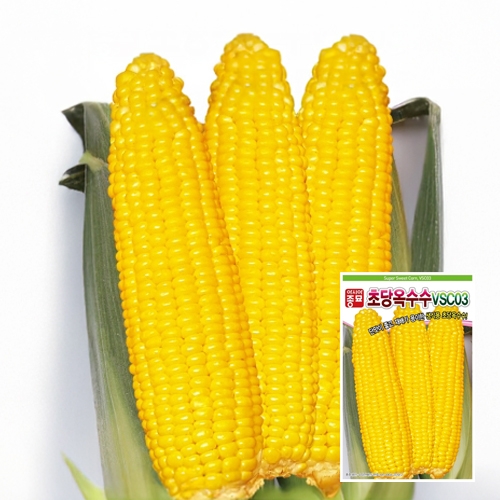 아시아종묘 초당옥수수(VSC-03)옥수수씨앗종자(100립)
