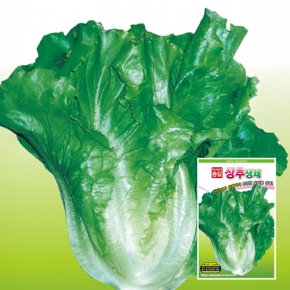 아시아종묘 상추종자씨앗 아삭이상추 생채(LMV Free) (1500립,6천립,6만립)