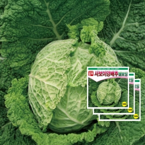 아시아종묘 양배추씨앗종자 사보이양배추-엠보싱(100립*3개)