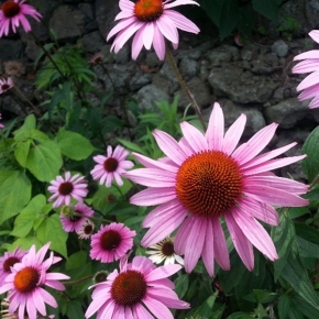 아시아종묘 꽃씨앗 자주루드베키아(Echinacea purpurea(L.) 에키네시아 1kg C28