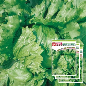 아시아종묘 양상추종자씨앗 샐러드익스프레스(1500립x3)