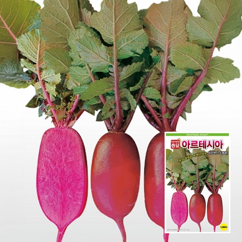 아시아종묘 무 씨앗 종자 아르테시아 1000립