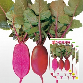 아시아종묘 무씨앗종자 아르테시아 (1000립X3)
