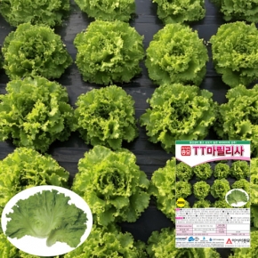 아시아종묘 상추종자씨앗 마릴리사 (300립)